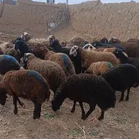 بره نر