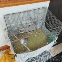 عروس هلندی کلام بالا