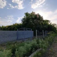 فروش باغچه