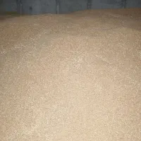 گندم قرمز با کیفیت بسیار خوب و یکدست یک رقم|خوردنی و آشامیدنی|رشت, دیلمان|دیوار