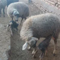 میش بره دار