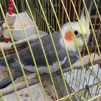 عروس هلندی نر گمشده