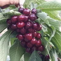 درخت گیلاس سردسیری ،پربار، نهالستان نهالینو|گل و گیاه طبیعی|مشهد, عبادی|دیوار