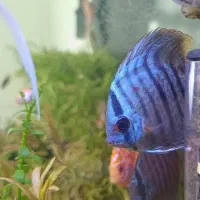 ماهی دیسکس|ماهی|مشهد, ایثار|دیوار