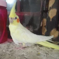 فروش یک جفت عروس هلندی نروماده|پرنده|اسالم, |دیوار