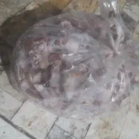 کتف بال