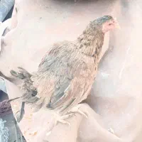 مرغ و خروس|حیوانات مزرعه|ایرانشهر, |دیوار