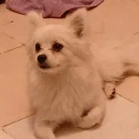 پامر|سگ|برخوار, |دیوار