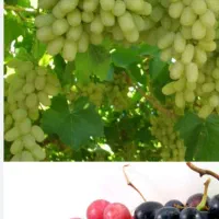 باغ انگور|فروش زمین و ملک کلنگی|دلبران, |دیوار