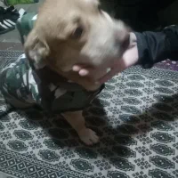 سگ پیدا شده