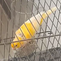 ۴ عدد قناری مست|پرنده|اهواز, زوویه ۲|دیوار