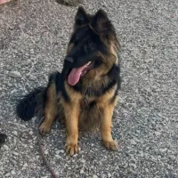 ژرمن شولاین دوساله|سگ|گنبد کاووس, |دیوار