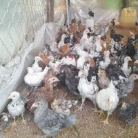 جوجه گلین ومحلی