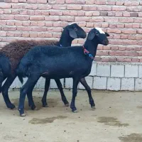 بره قوچ و بره ماده