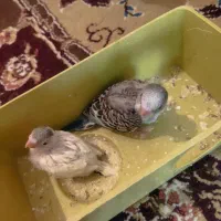 مرغ عشق|پرنده|بیجار, |دیوار