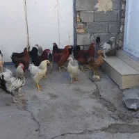 مرغ و خروس|حیوانات مزرعه|اهر, |دیوار