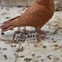 ۲ عدد کبوتر زرد و دم چتری