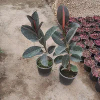 فروش عمده|گل و گیاه طبیعی|محلات, |دیوار