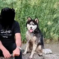 سگ هاسکی نر