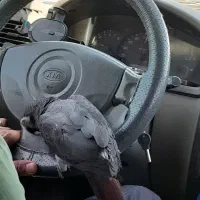 کاسکو دم شکلاتی|پرنده|یزد, |دیوار