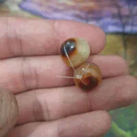 مهره های (موکل دار) زنده