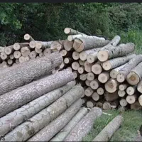 خرید درخت وریشه درخت سیب