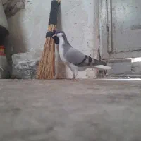 بدرنگ کبود موقلف|پرنده|اقبالیه, |دیوار