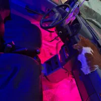 هاچبک صورتی عروسک|خودرو سواری و وانت|نسیم‌شهر, |دیوار