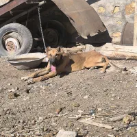 سگ ماده|سگ|گوگان, |دیوار