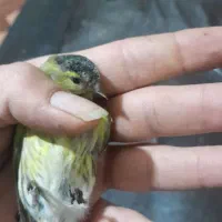 سهره زردوسهره اهوازی|پرنده|مشهد, نوید|دیوار