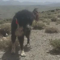 سه تا سگ قدرجونی گله ای