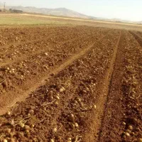 زمین کشاورزی تجاری