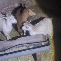 بز اوستن|حیوانات مزرعه|کرمان, |دیوار