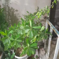 فروش گل های خانگی|گل و گیاه طبیعی|سنندج, |دیوار