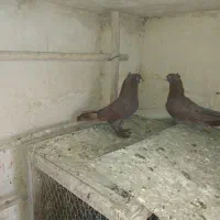 کبوتر یک جفت نر رواعب خیلی عالی