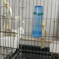 مرغ عروس لوتینو|پرنده|آران و بیدگل, |دیوار