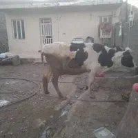 گاو هلشتاین شیری|حیوانات مزرعه|بیرانوند, |دیوار