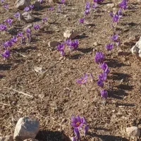 زعفران درجه یک دیم