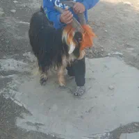 بهده فروشی فقط  ۱۷ مفت|حیوانات مزرعه|ایذه, |دیوار