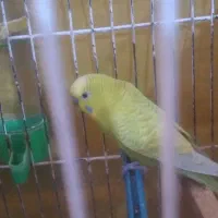 مرغ عشق نر