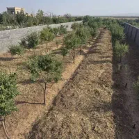 باغچه متری ۱ملیون فاصله یکساعت از تهران با سند|فروش دفتر صنعتی، کشاورزی، تجاری|تهران, گاندی|دیوار