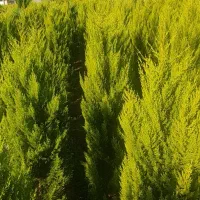 لاوسون یاس هلندی تاکسوز کاج طلایی گل و گیاه.