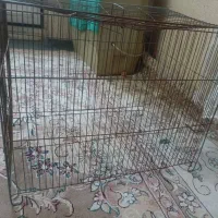 قفس پرنده|لوازم جانبی حیوانات|کرج, حصار|دیوار