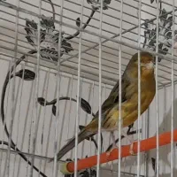 قناری نر مست مست