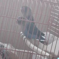 کوتوله بریزیلی اصیل مولد