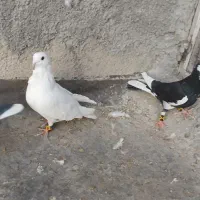 پرشی گرفتن ی