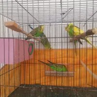 مرغ عشق خانوادگی|پرنده|مشگین شهر, |دیوار