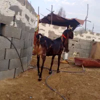 بز کاموری وارداتی