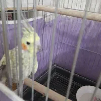 پرنده|پرنده|الوند, |دیوار