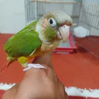 یک جفت طوطی گریچینگ